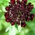 Inflorescence of dark red flowers.