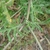 Pinnatifid leaves