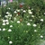 Dense stand of plants with pinnatifid leaves and white flowers.