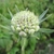 Head of flower buds, subtended by narrow bracts.