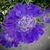 Head of dark blue flowers