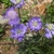 Low plant with heads of pale blue flowers.