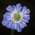 head of pale blue flowers