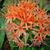 Scadoxus multiflorus