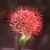 Scadoxus multiflorus (Haemanthus multiflorus)