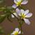 Scaevola aemula