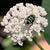 A scarab beetle on Asclepias variegata flowers.