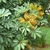 Foliage and small yellow berries