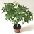 Potted shrub with palmately compound leaves.
