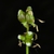 Seed capsules (Henrietta, NY)-Early Summer
