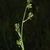 Side view of capsules (Henrietta, NY)-Early Summer