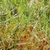 Grass-like leaves (Henrietta, NY)-Early Summer