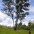 Form in native habitat