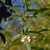 Flower and Leaves