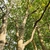 Trunk