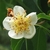 Flower detail