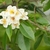 Flower cluster