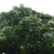 Form in bloom in native habitat