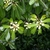 Flower buds, leaves