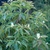 Form in bloom