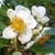 Flower detail