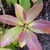Young reddish leaves