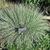 Schizachyrium scoparius