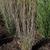 Schizachyrium scoparium