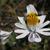 White flower