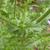 Leaves and stem