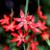 Schizostylis coccinea