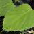 Schizophragma integrifolium