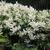 Schizophragma hydrangeoides