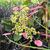 Schizophragma hydrangeoides
