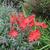 Schizostylis