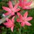 Schizostylis