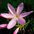 Schizostylis