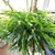 Lush, highly branched plant with green cladodes