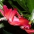 Close-up on a red, zygomorphic flower.