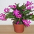 Potted plant with bright pink flowers.