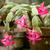 flowers and stems