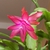 Form