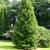 Sciadopitys verticillata