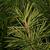 Sciadopitys verticillata