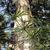 Sciadopitys verticillata
