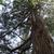 Sciadopitys verticillata