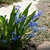 small plants with grassy leaves & blue flowers.