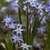 small plants with grassy leaves & pinkish blue flowers.