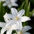 close up of white flower.