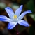 close up of blue flower.